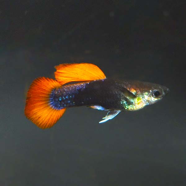 Red Koi Tux Guppy Group, Male Red Koi Tux Guppy Group, Male